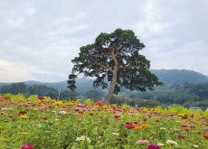 Korean Pines Face Significant Threat - National News