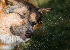 Why Do Dogs Shake Off Water? New Research Explains the Science - Science