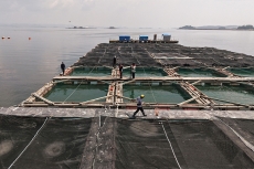 Seaweed Farming Adapts to Rising Ocean Temperatures - National News