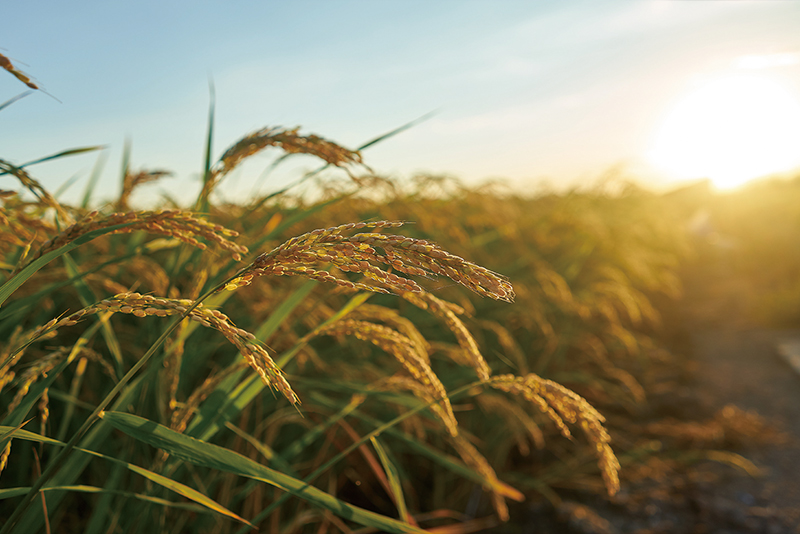 Japan Turns To Heat-Resistant Rice as Summers Get Hotter - Global News